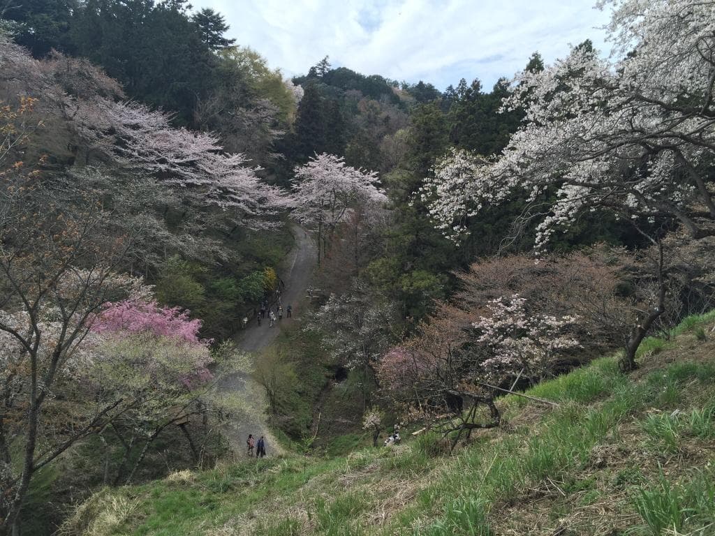 桜の園といった感じです