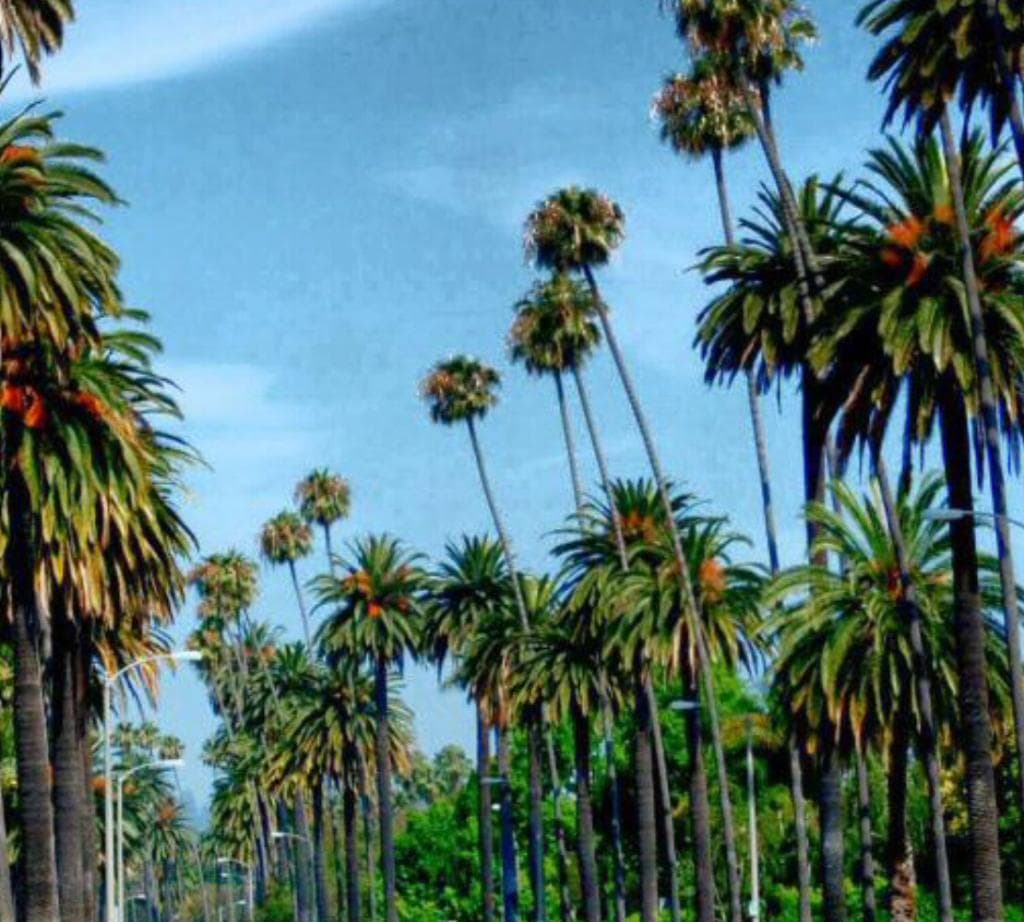 Beverly Hills Pastoral 16