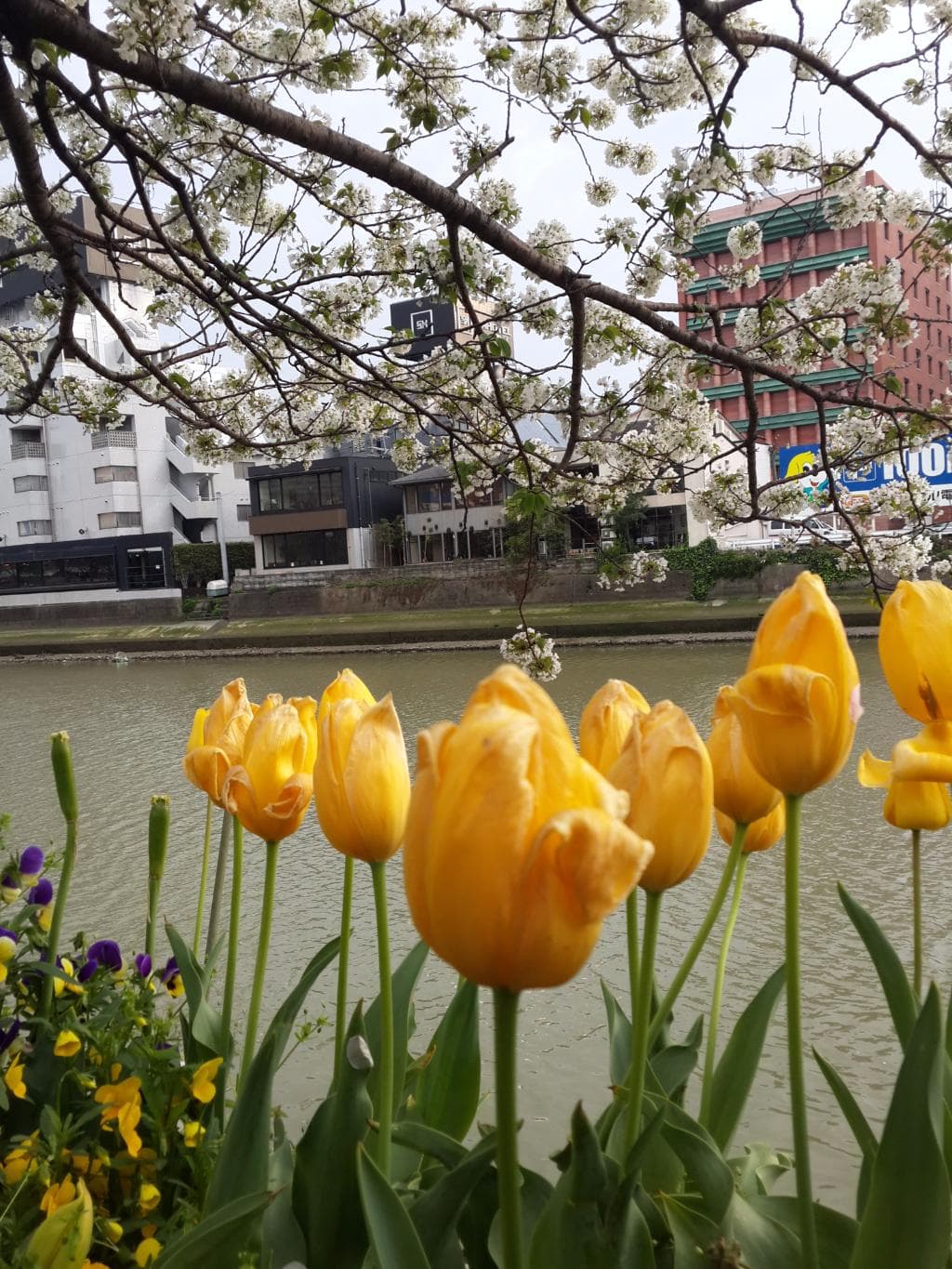 ทิวลิปสีเหลือง สีโปรดของเรา