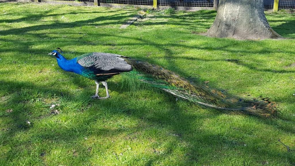Peacocks in the Park