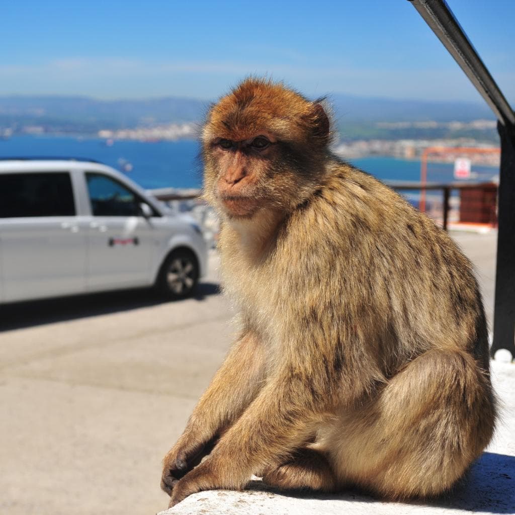 Gibraltar Macaque Monkeys at the Apes Den