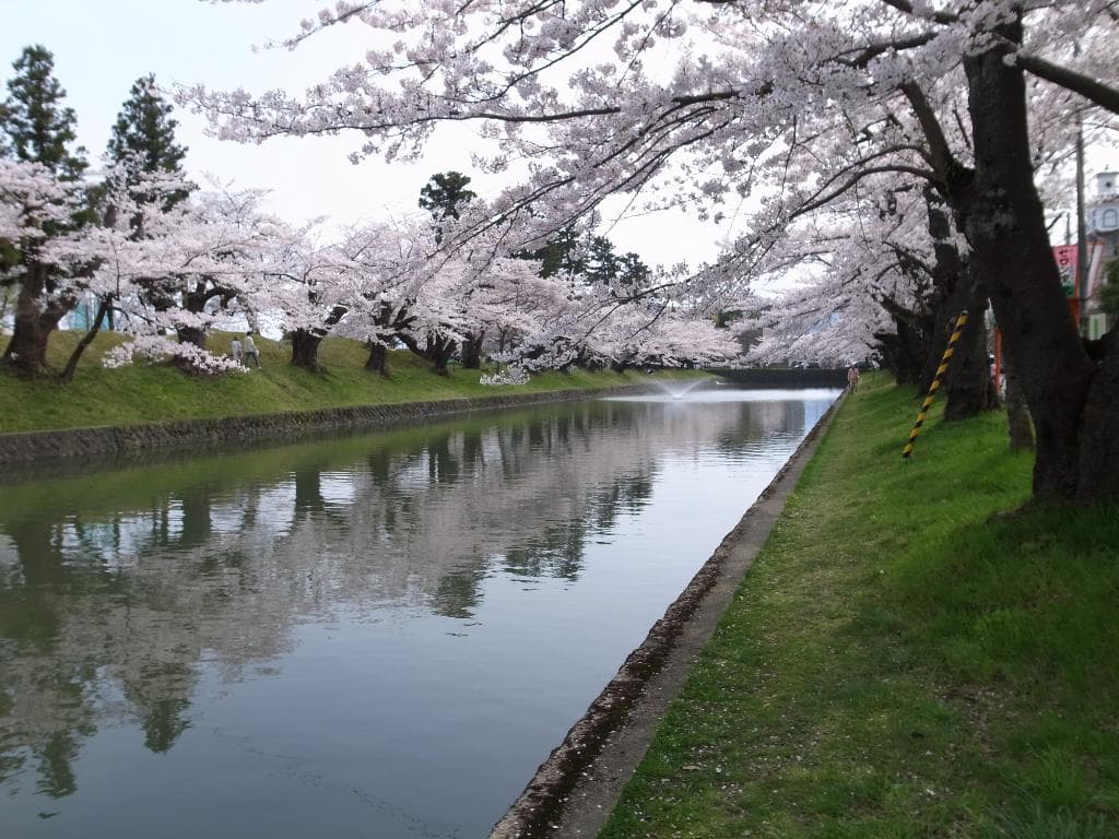 堀と桜