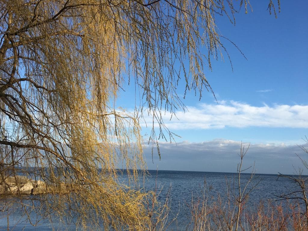 J.C. Saddington Park