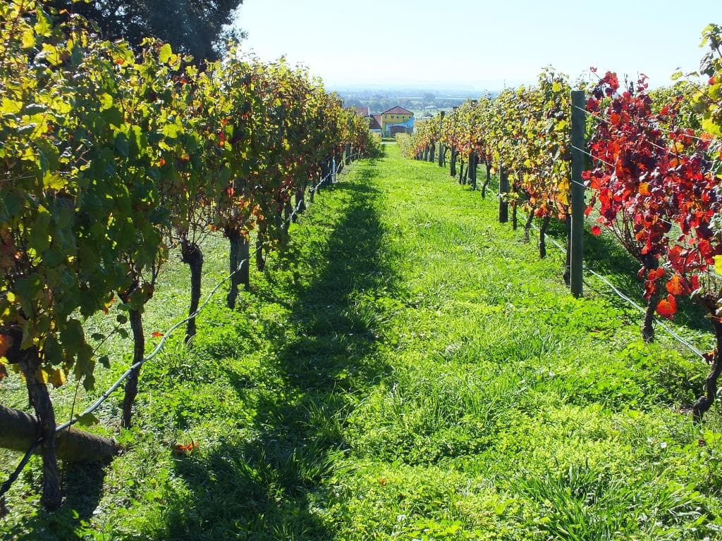 Black Barn Vineyards