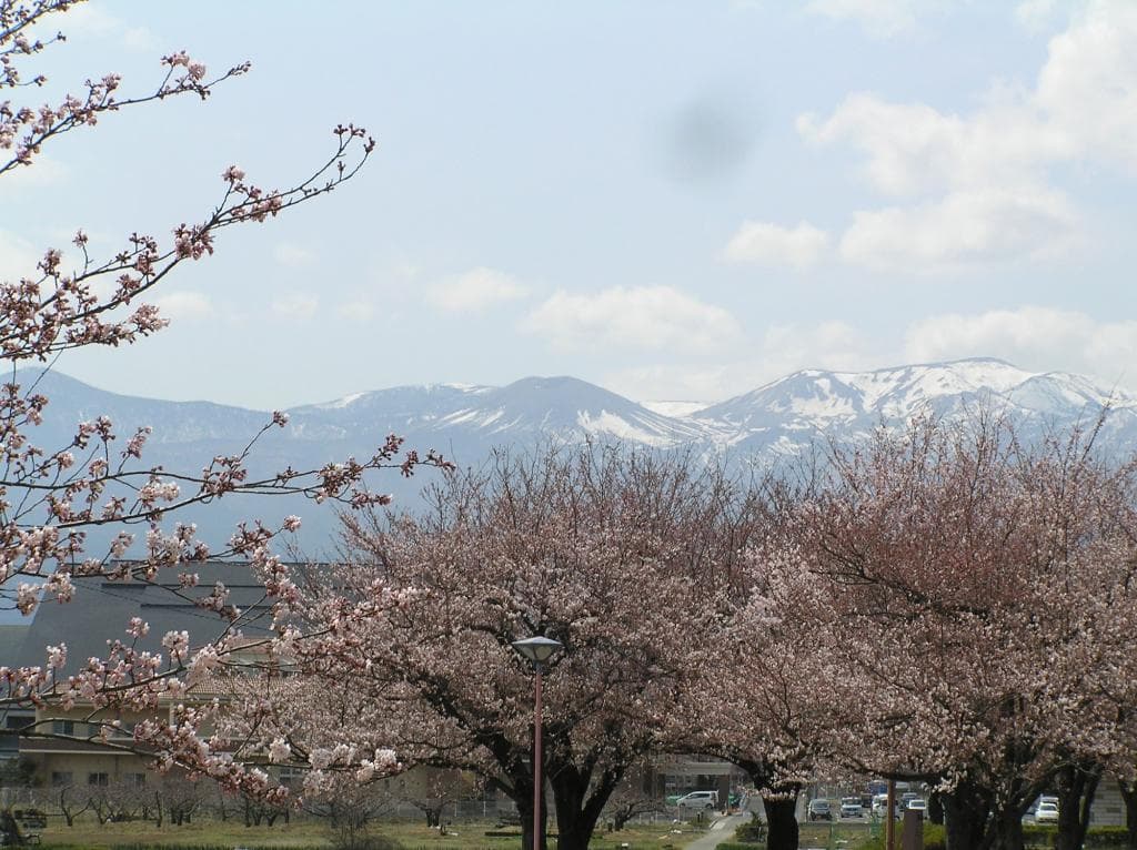 福島で一番の桜のスポット