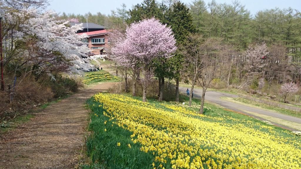 冬はスキー、春のゲレンデは水仙