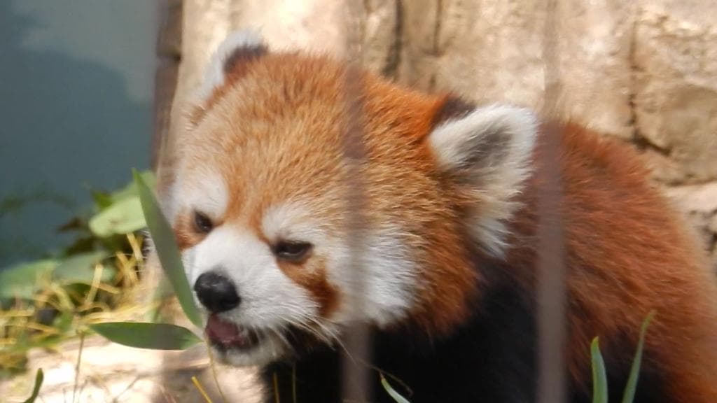 Yumemigasaki Zoological Park