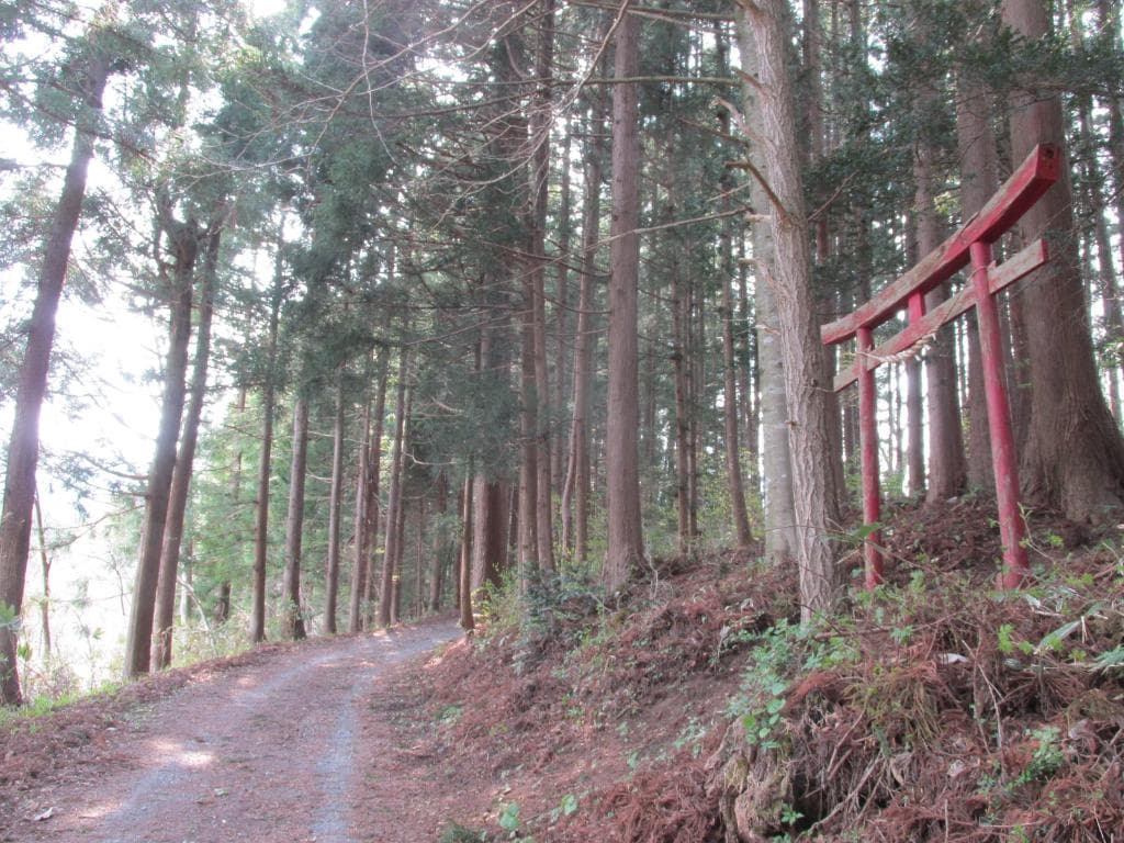 Nikko Cedar Avenue