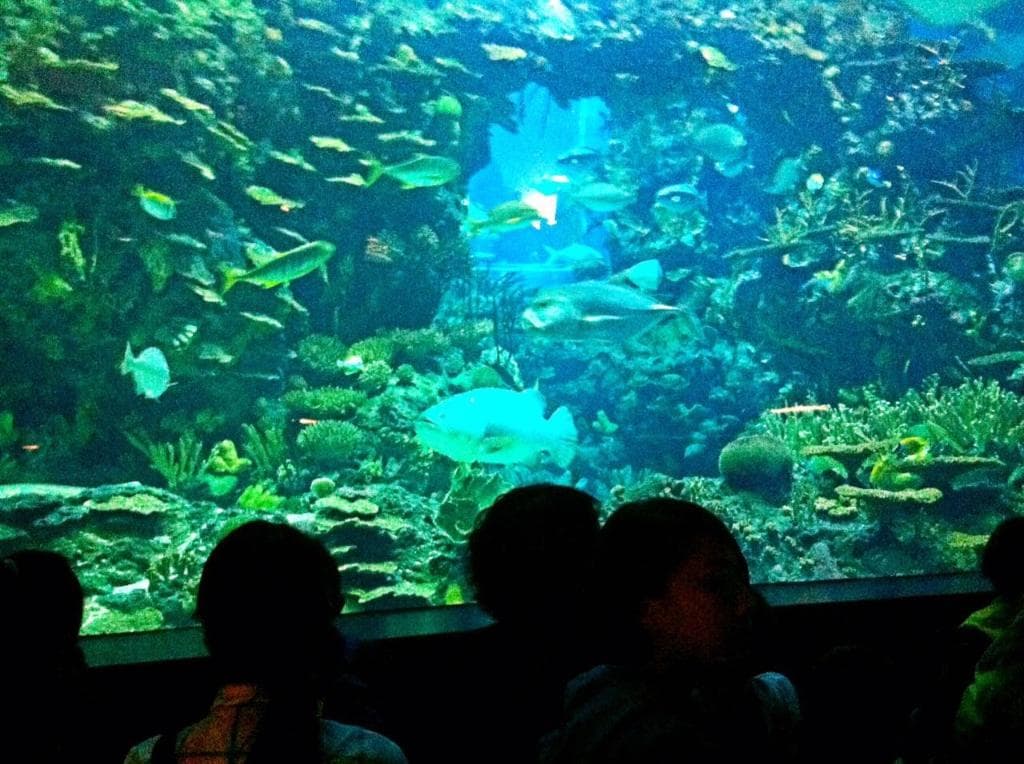 Beijing Aquarium 4 many fish