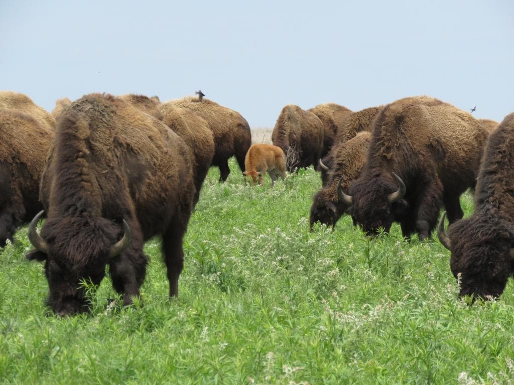 bison herd