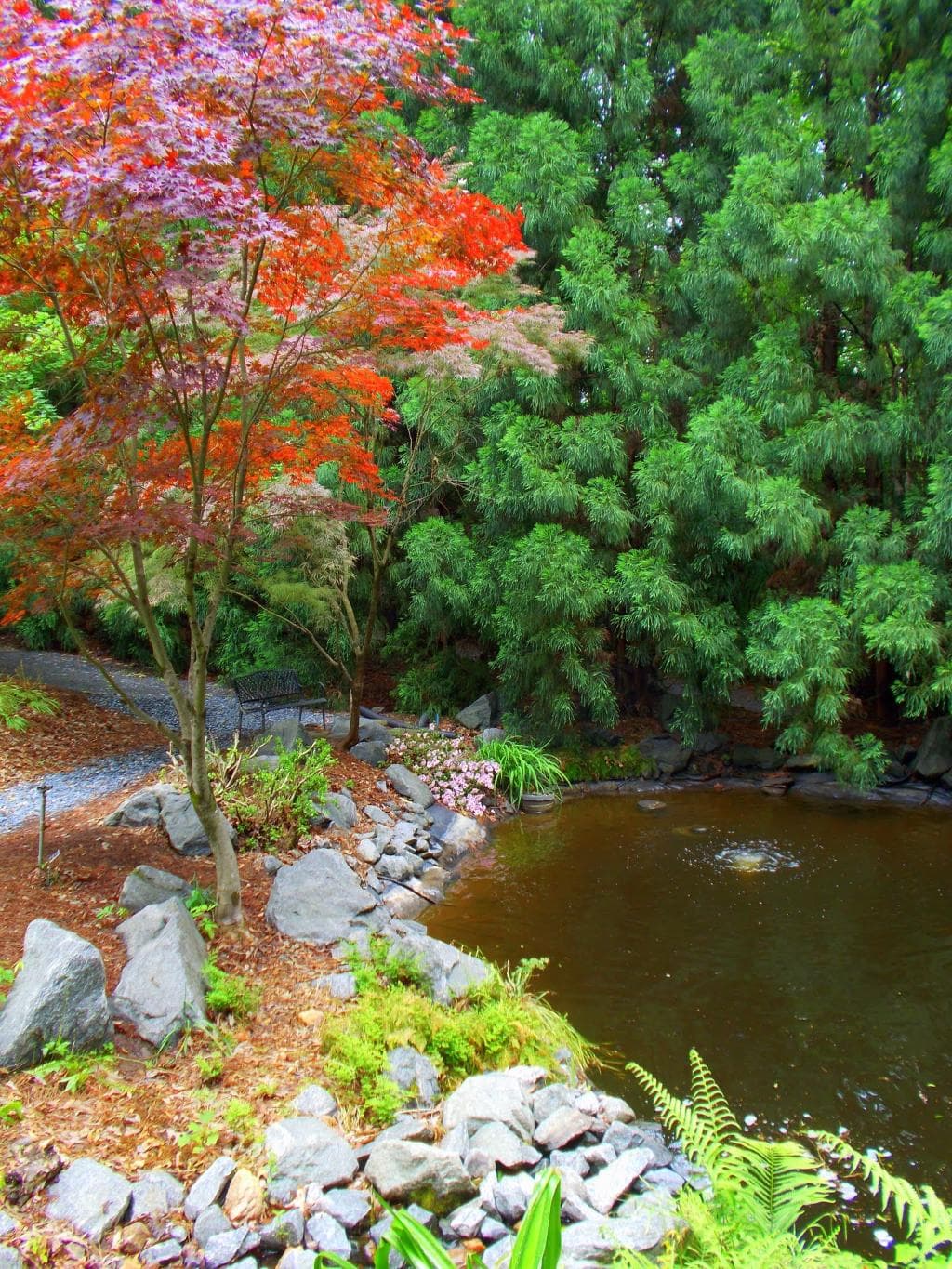 Smith Gilbert Koi pond
