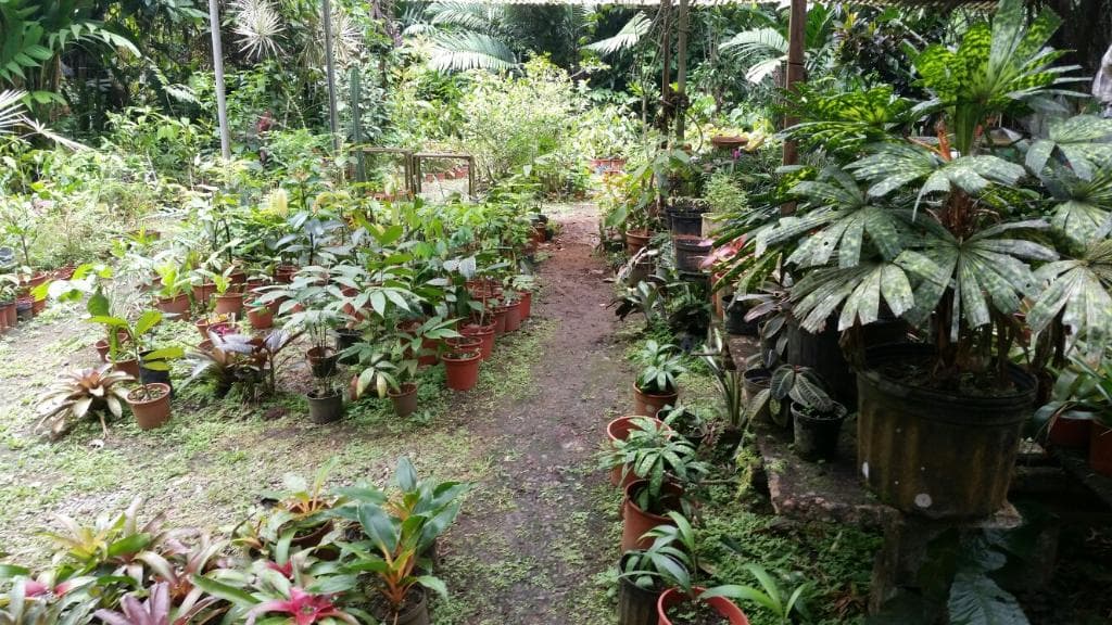 Finca La Isla Botanical Garden