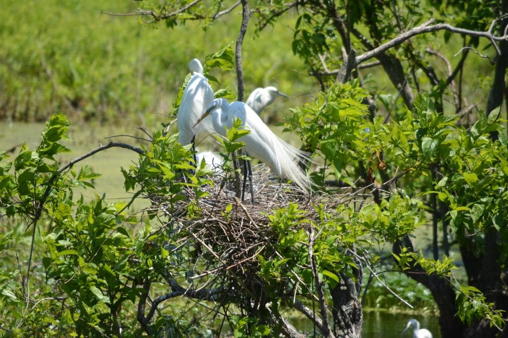 Nesting season