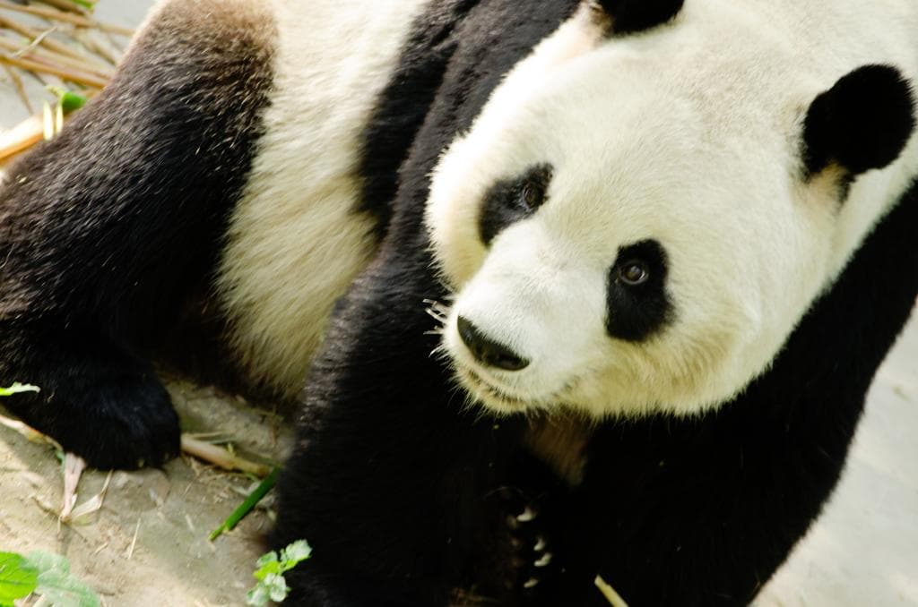 Panda!