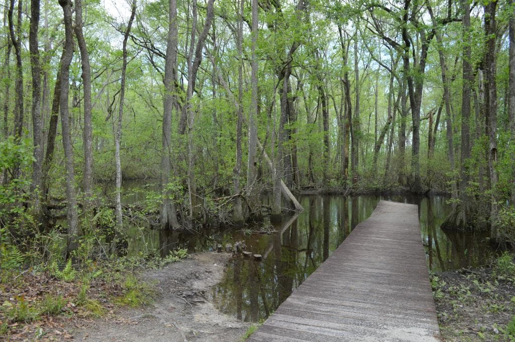 South Branch Edisto River Access in Aiken State Park, South Carolina