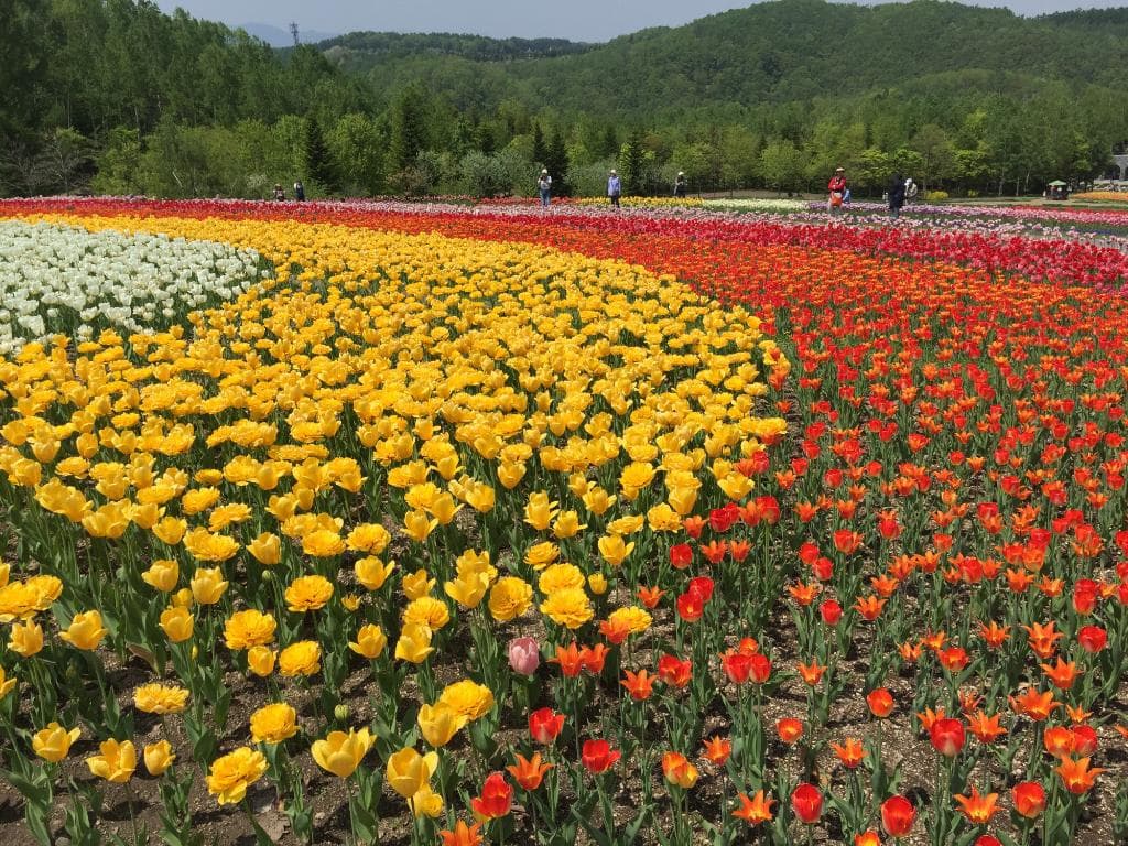 tulip fields 2