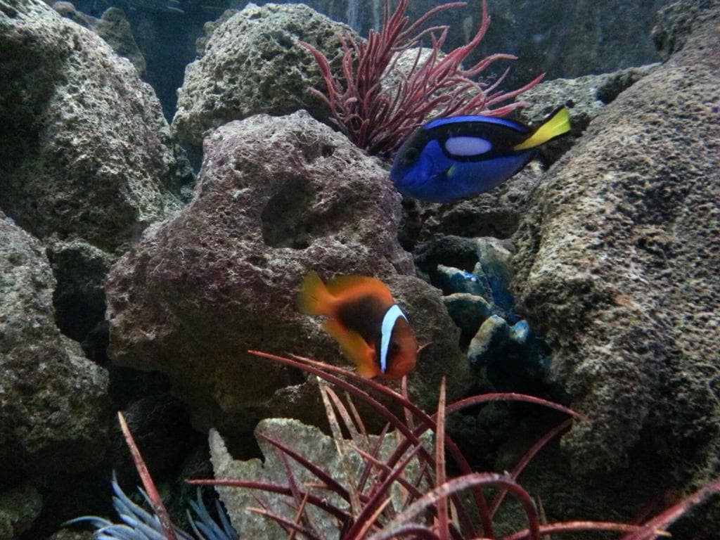Aquarium