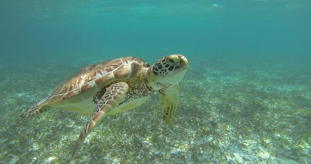 Hol Chan Marine Reserve Belize