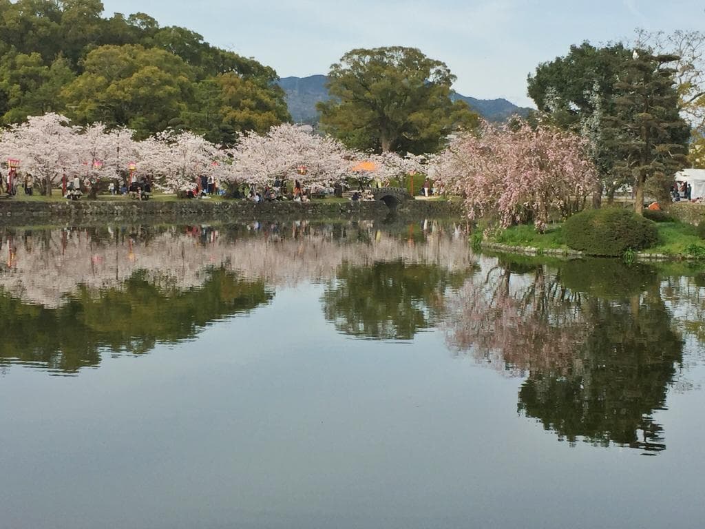 Sakura season at Ogi Park.