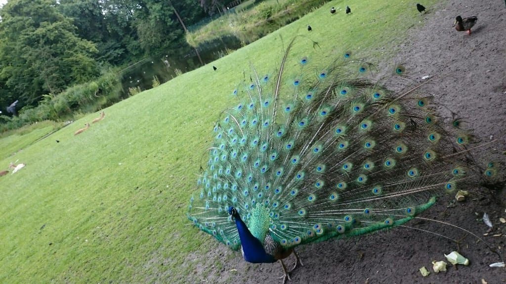 Alkmaarderhout De Hout