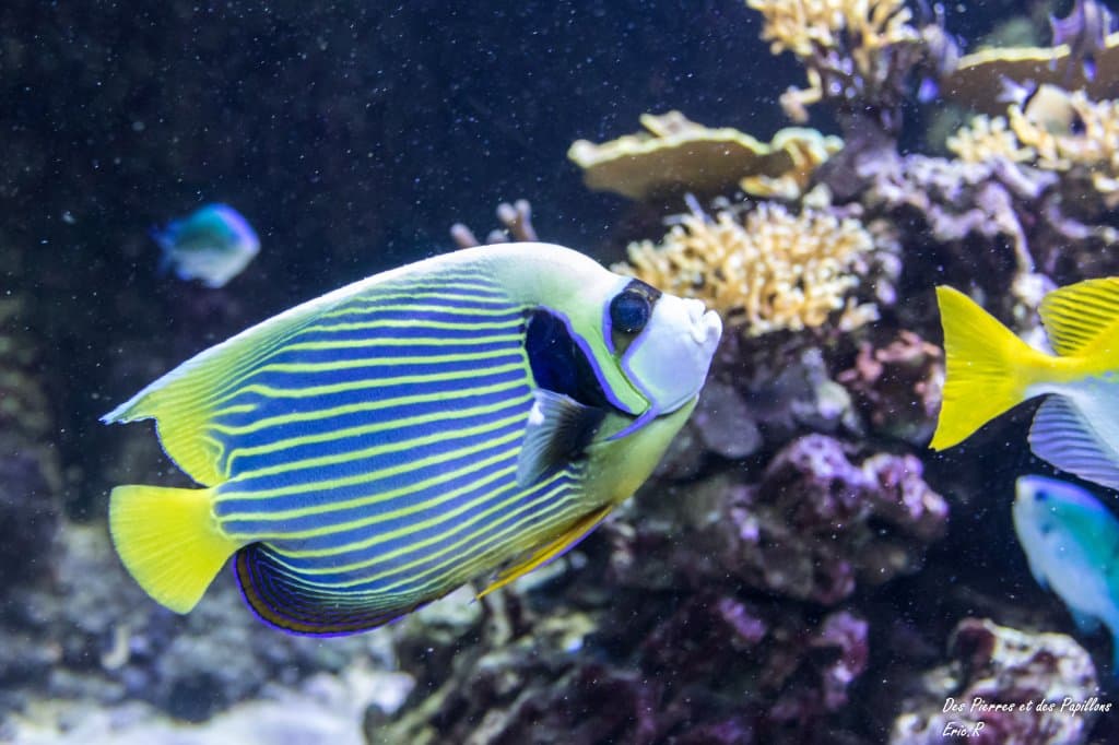 Un poisson ange empereur