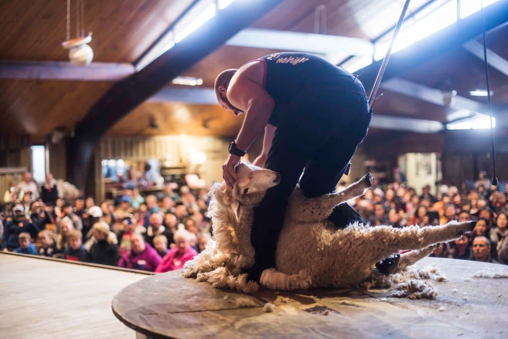 One of our famous sheep shearers on stage