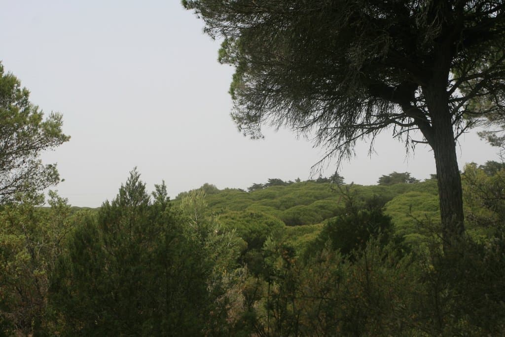 Parque Natural La Breña y Marismas del Barbate