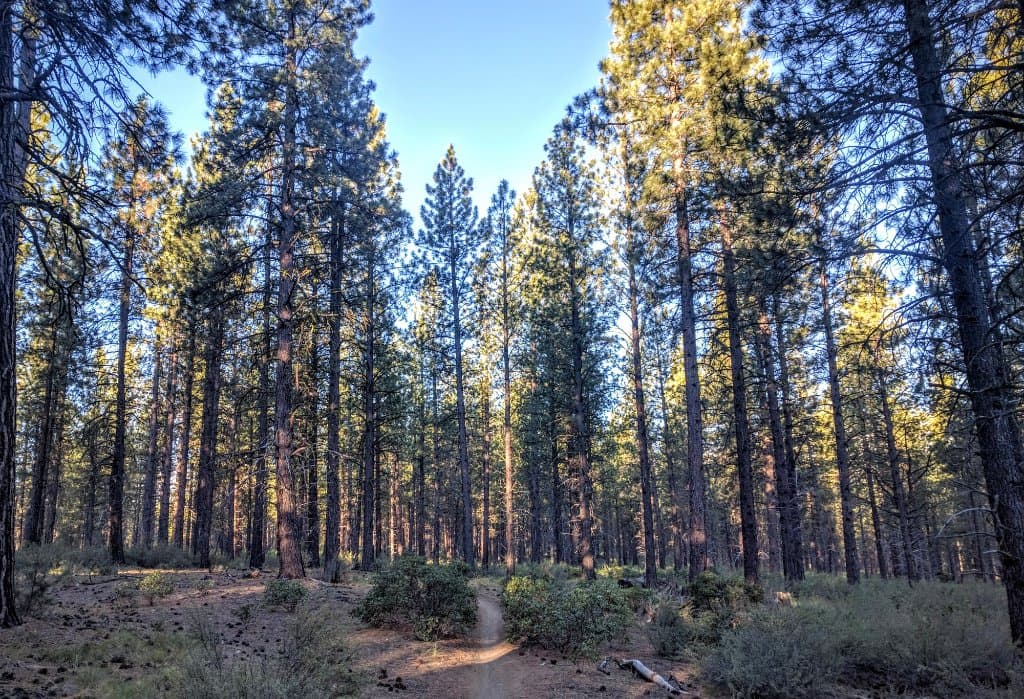 Ben's Trail