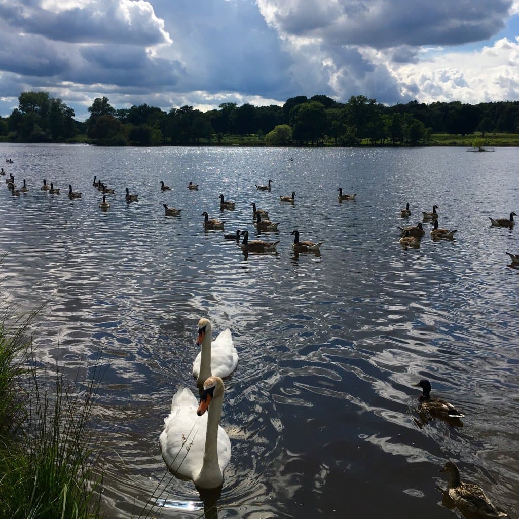 Old Deer Park