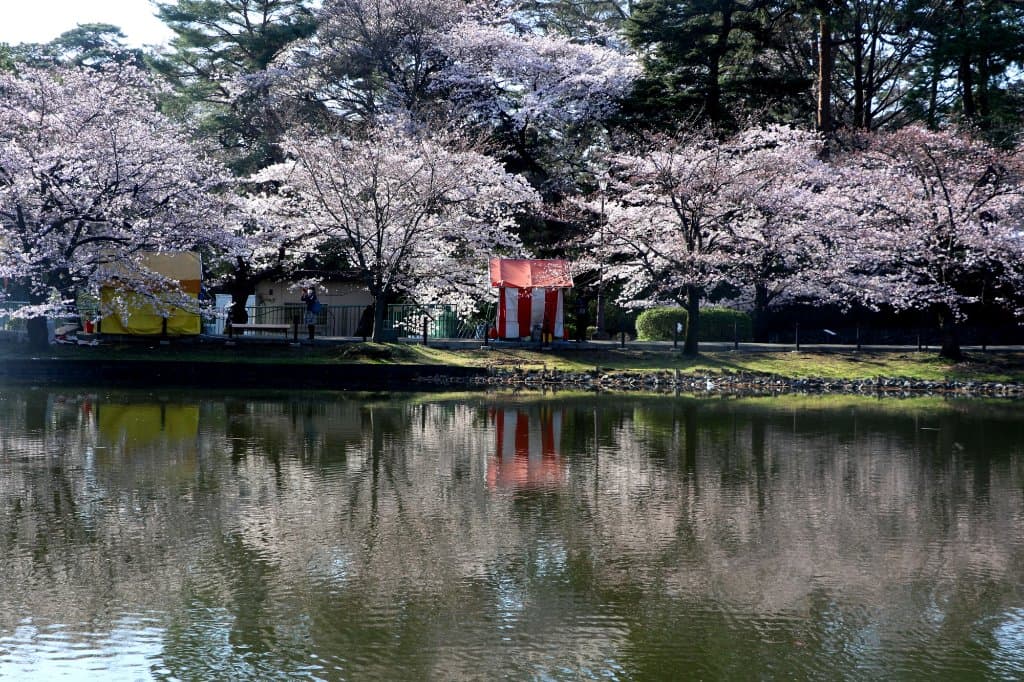 池に映る桜：大宮公園にて