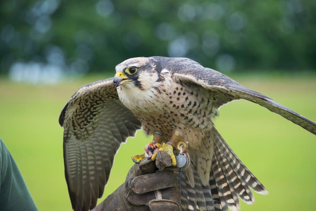 Close up and personal with the falcons (and owls)