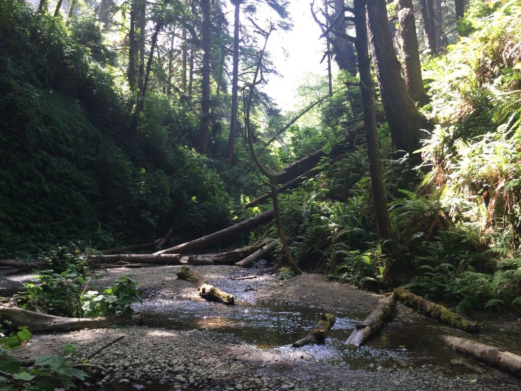 Fern Canyon Prairie Creek Redwoods State Park California