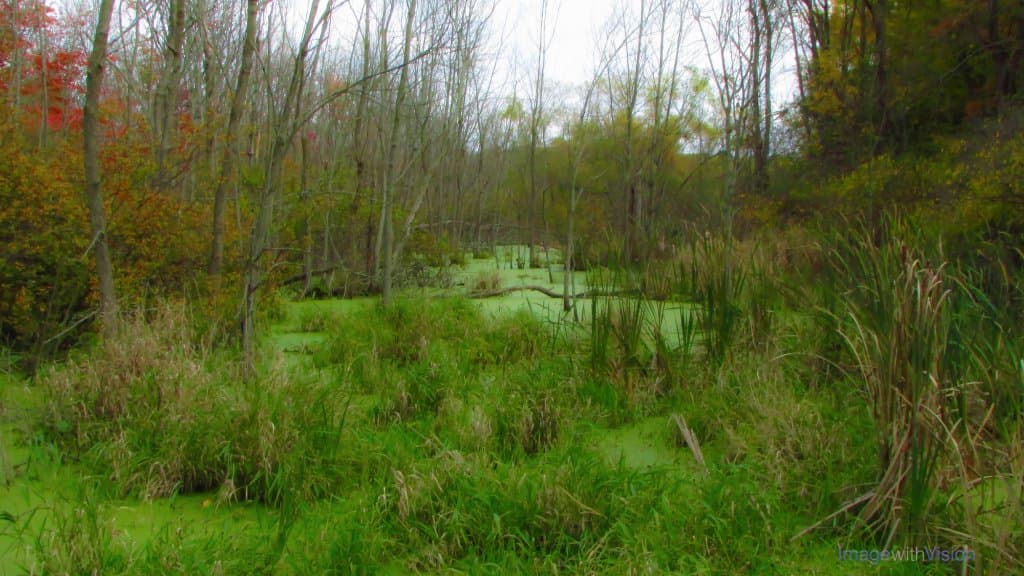 Fall: Swamp from Boardwalk duckweed, red maple tree, skunk cabbage