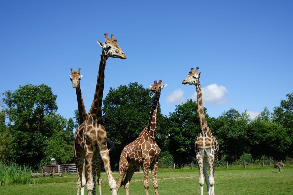Des girafes très curieuses et tellement sympathique