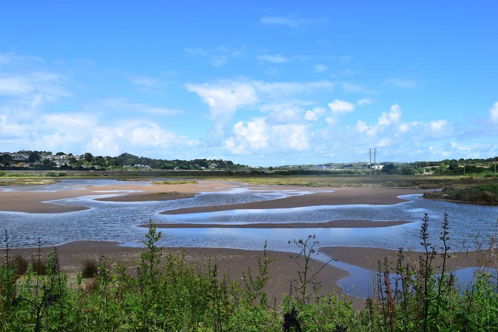 from the hide