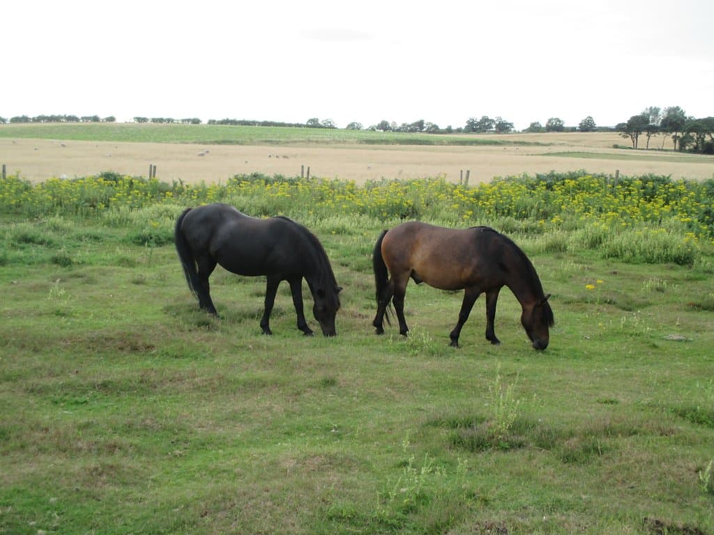 Roydon Common