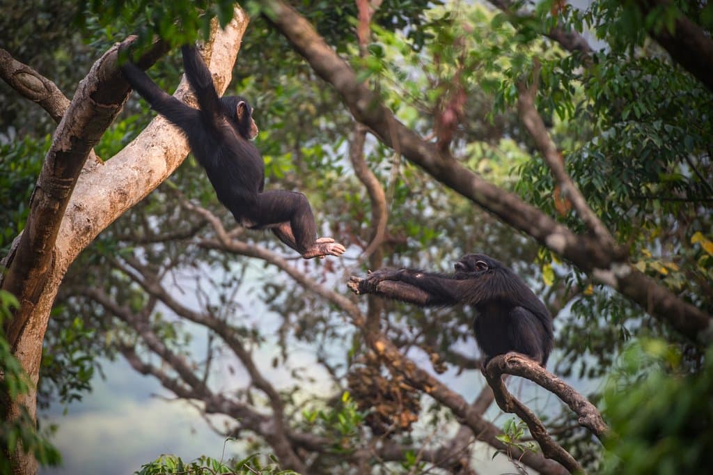 Chimps playing at Tacugama