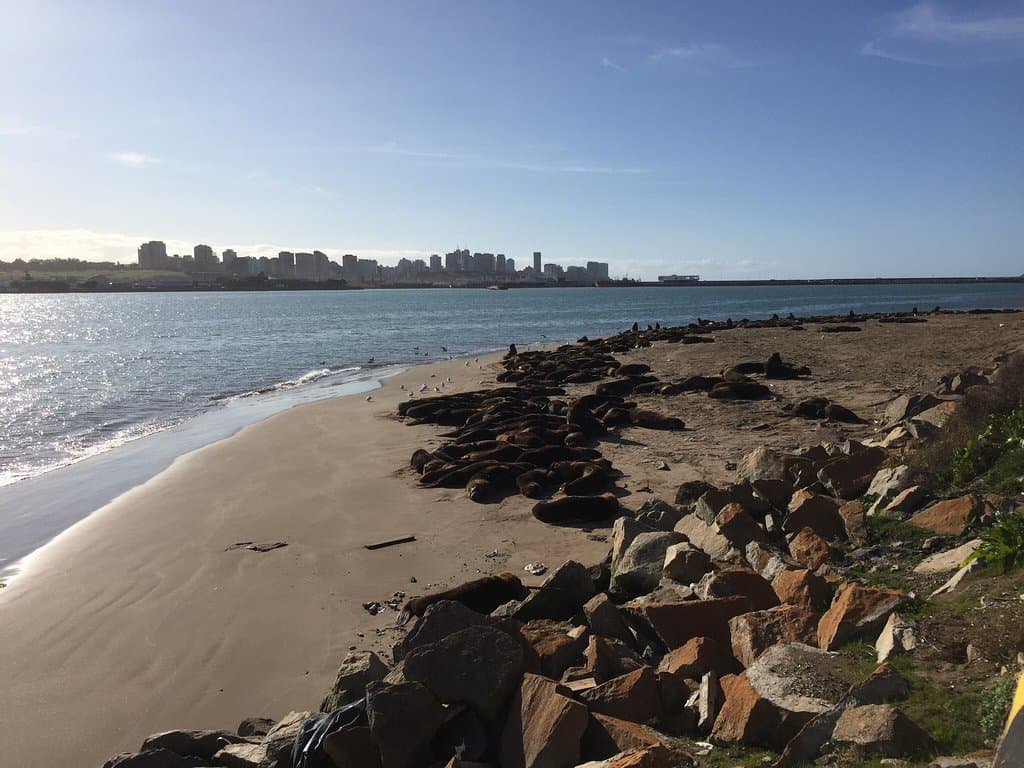 Los Lobos Marinos Statues