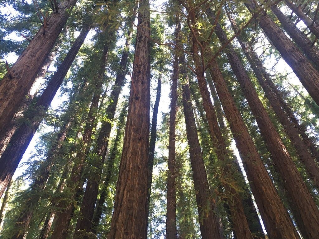 Gorgeous park with hundreds of Redwood trees.