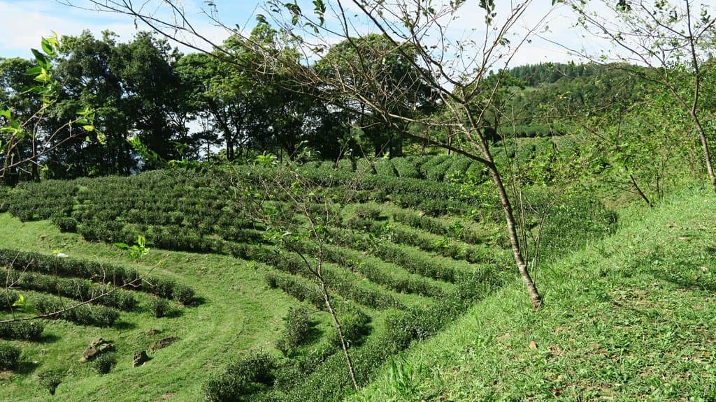 Sirah Kencong Tea Plantation