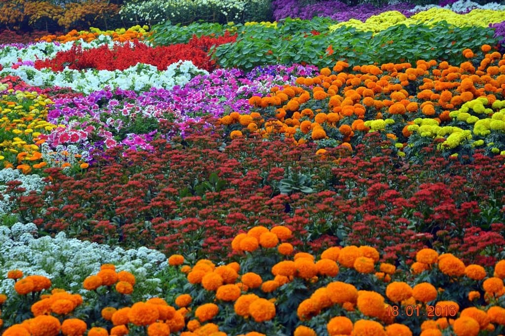 Annual flower show held during January , every year