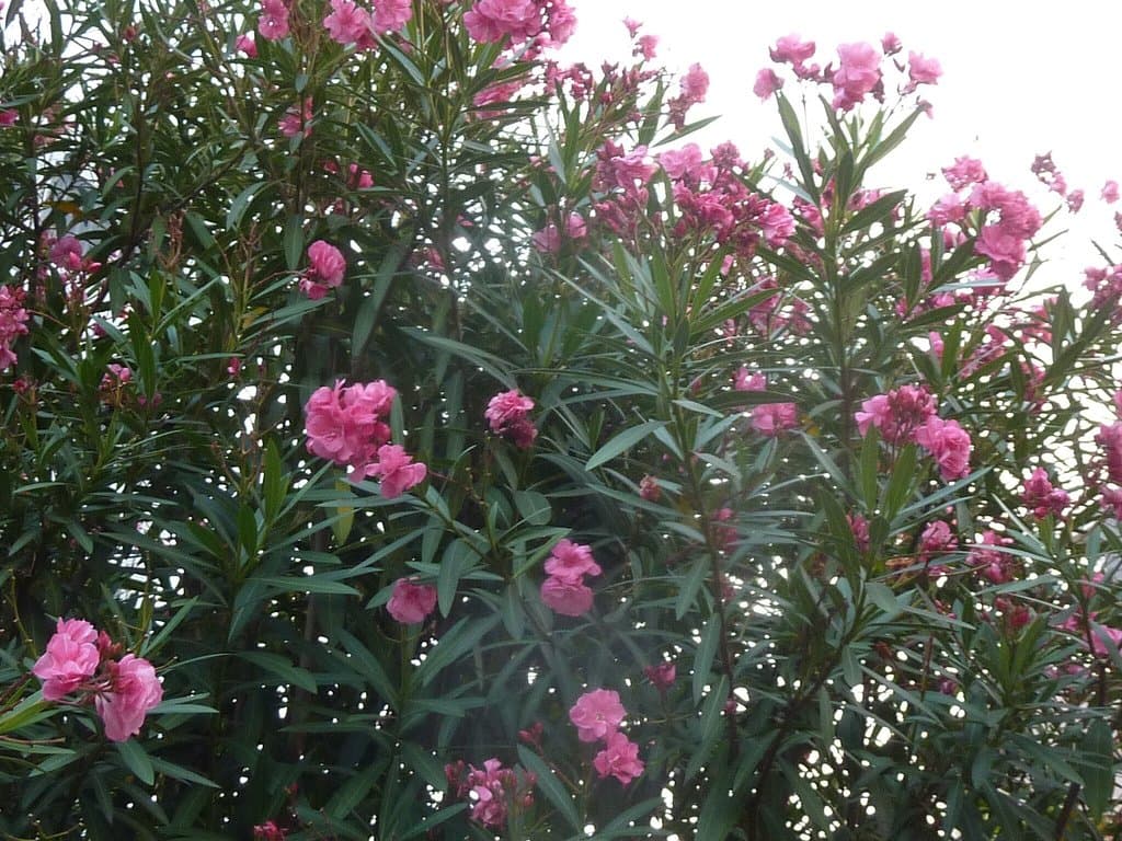 太宰治が植えた夾竹桃がホーるの入口付近に咲いてます。