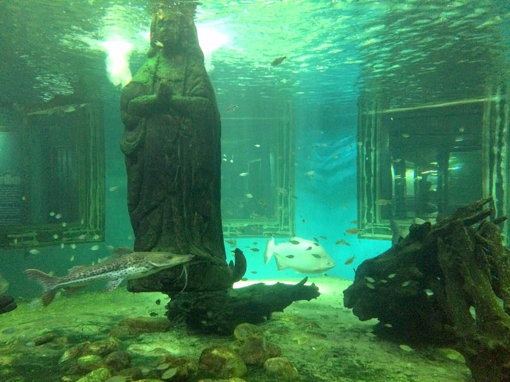Tanque com grandes peixes de água doce.
