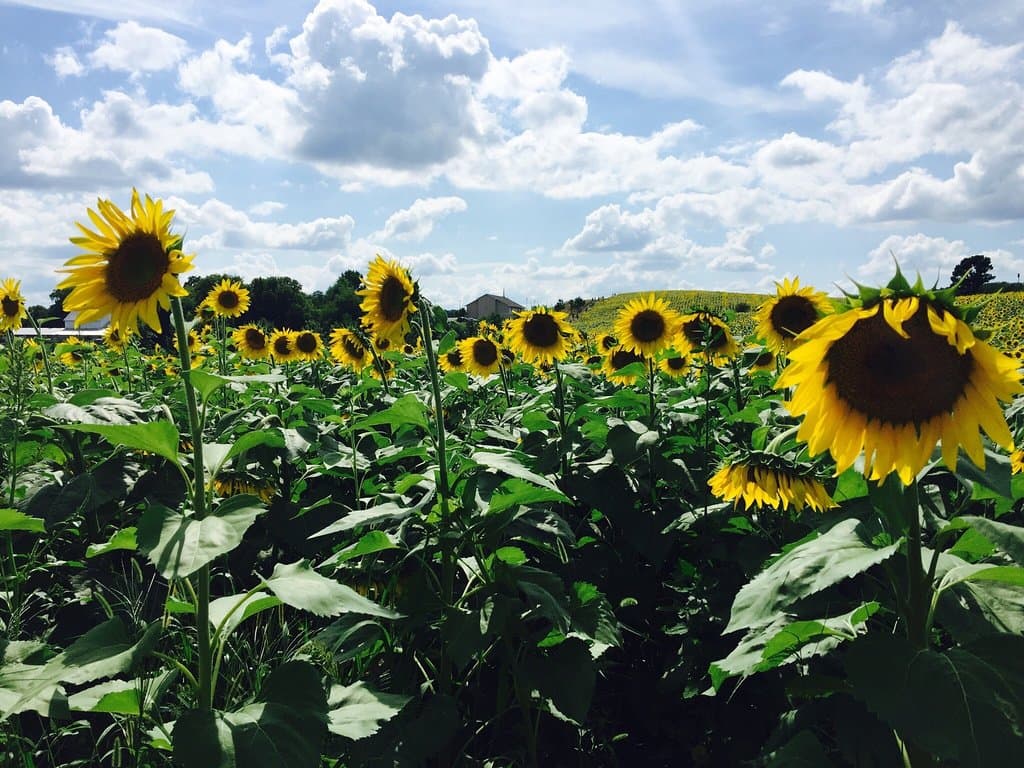 Very beautiful sunflowers