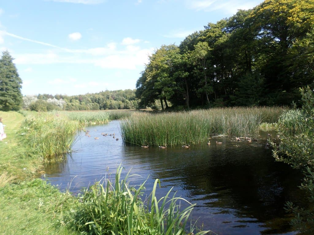 Curraghchase ducks