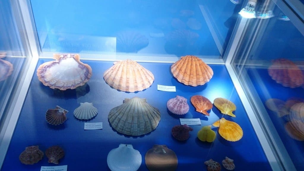 Magical World of Shells Museum