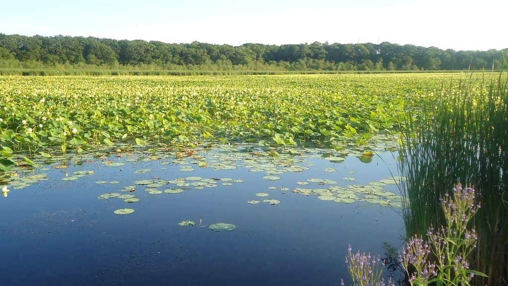 Great Meadows National Wildlife Refuge Concord MA
