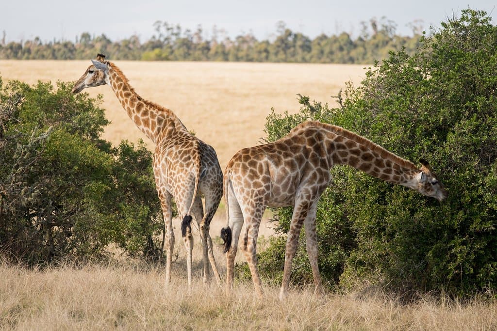 Giraffes