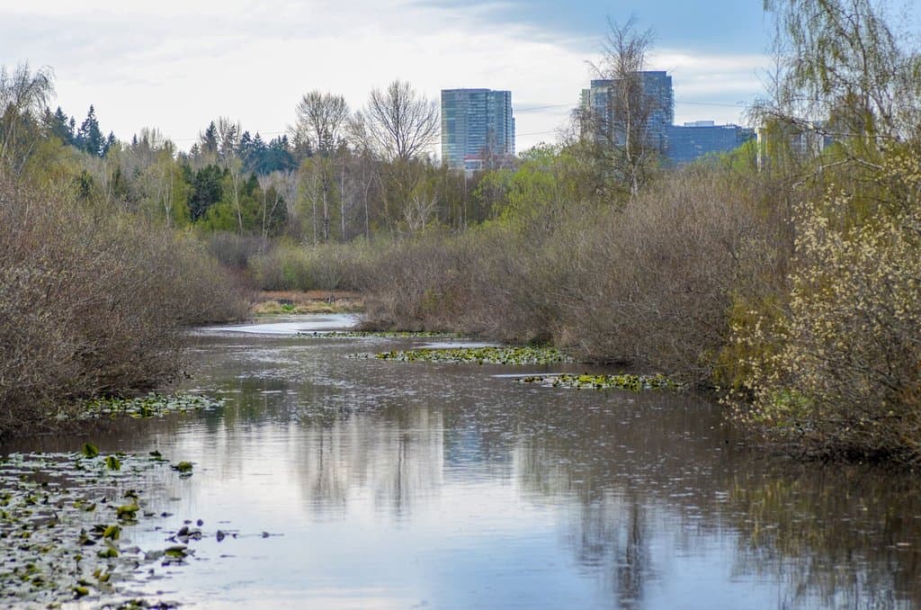 The slough with Bellevue downtown view