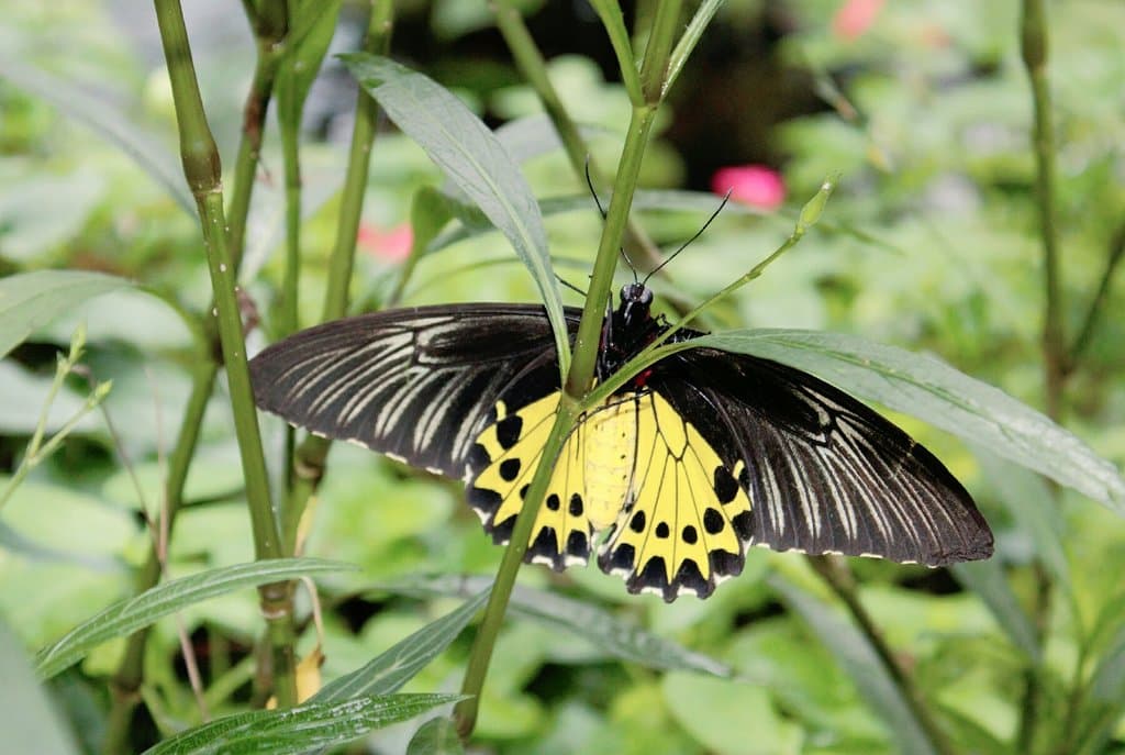 Cameron Highlands Butterfly Garden